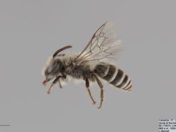 [Colletes nigrifrons male thumbnail]